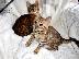 PoulaTo: Προσφορά φανταστικά γατάκια άνδρας της Βεγγάλης και θηλυκά για υιοθεσία...